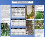 The Effects of Various Tree Species on Moss Growth