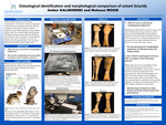 Osteological Identification and Morphological Comparison of Extant Sciurids by Amber Kalinowski and Mateusz Wosik