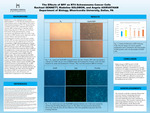 The Effects of BPF on RT4 Schwannoma Cancer Cells by Rachael Sennett, Madeline Solomon, and Angela Asirvatham