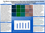 The Effects of Bisphenol S on Glial Cells of the Peripheral Nervous System by Madeline Solomon, Rachael Sennett, and Angela Asirvatham